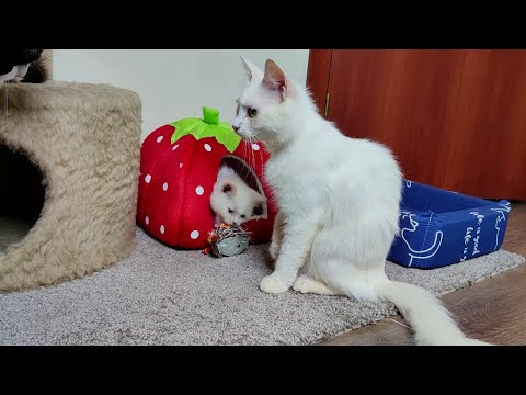 The cats and kittens have a new toy. The cats and kittens are playing happily.