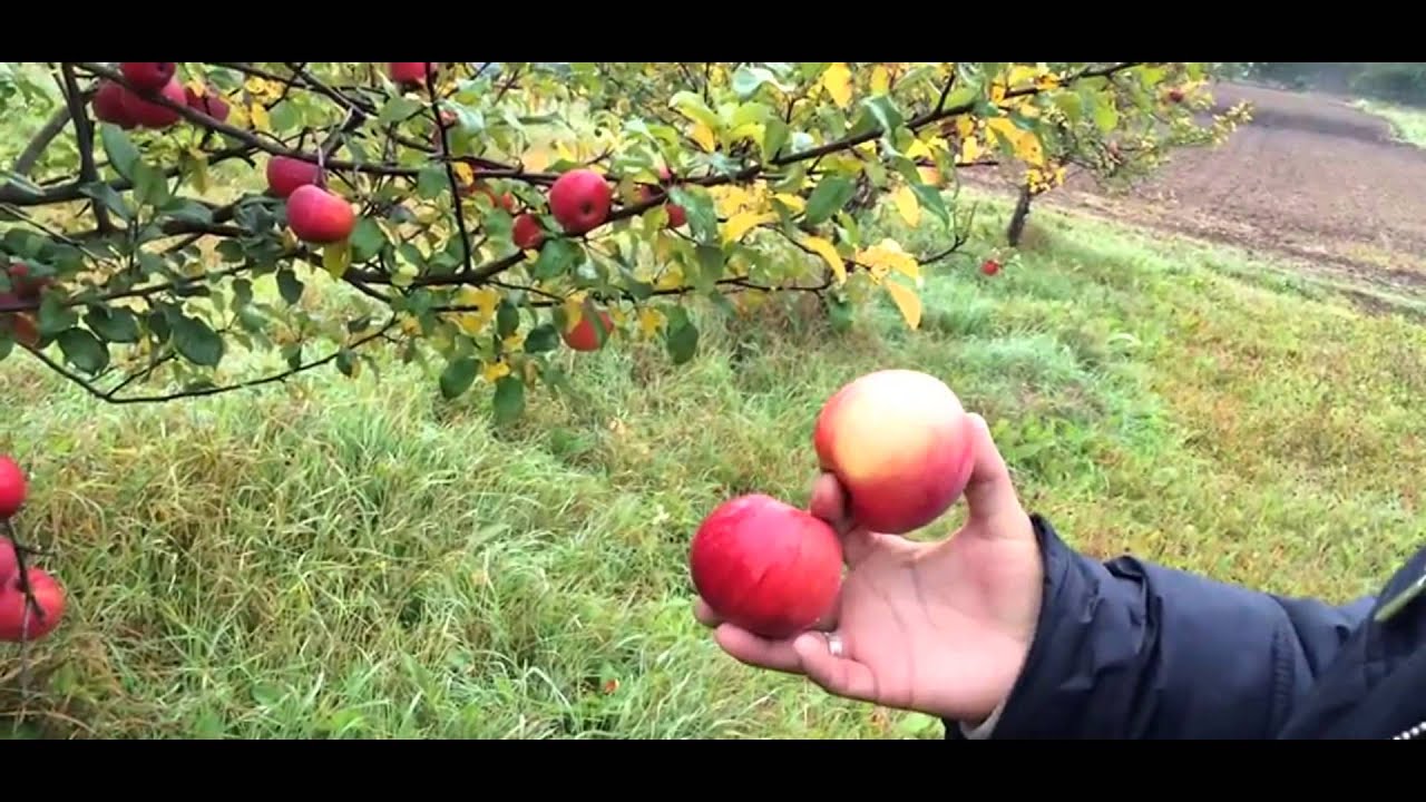 Яблоня зимняя Чаровница