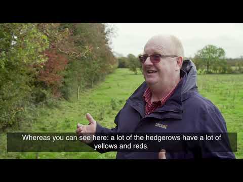 Managing Healthy Hedgerows