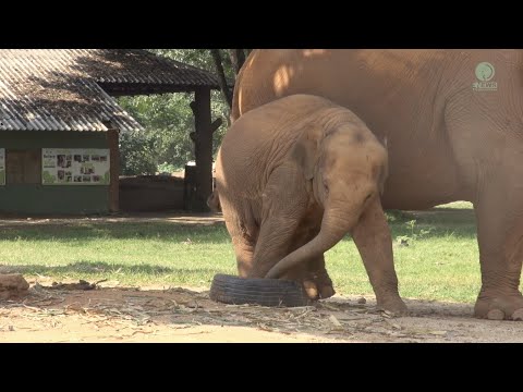 Baby Elephant Wan Mai Have A Great Time With A Tire - ElephantNews