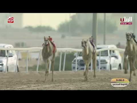 ش 6 (الواش) لـ هجن العاصفة 12:31:83 ، مهرجان ختامي الشحانية 2026/04/28 زمول