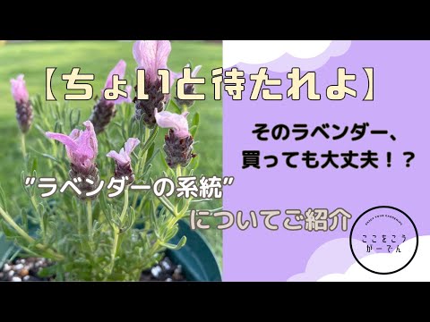 バタフライラベンダーをいつ、どのように植えるのですか？メンテナンス、サイズ、実践的なアドバイス  庭園