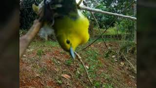 Download lagu Suara raja pikat semua burung mp3 Download lagu Suara raja pikat semua burung mp3
