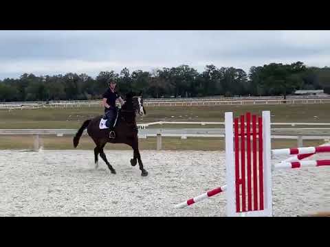 Galander T - For Sale