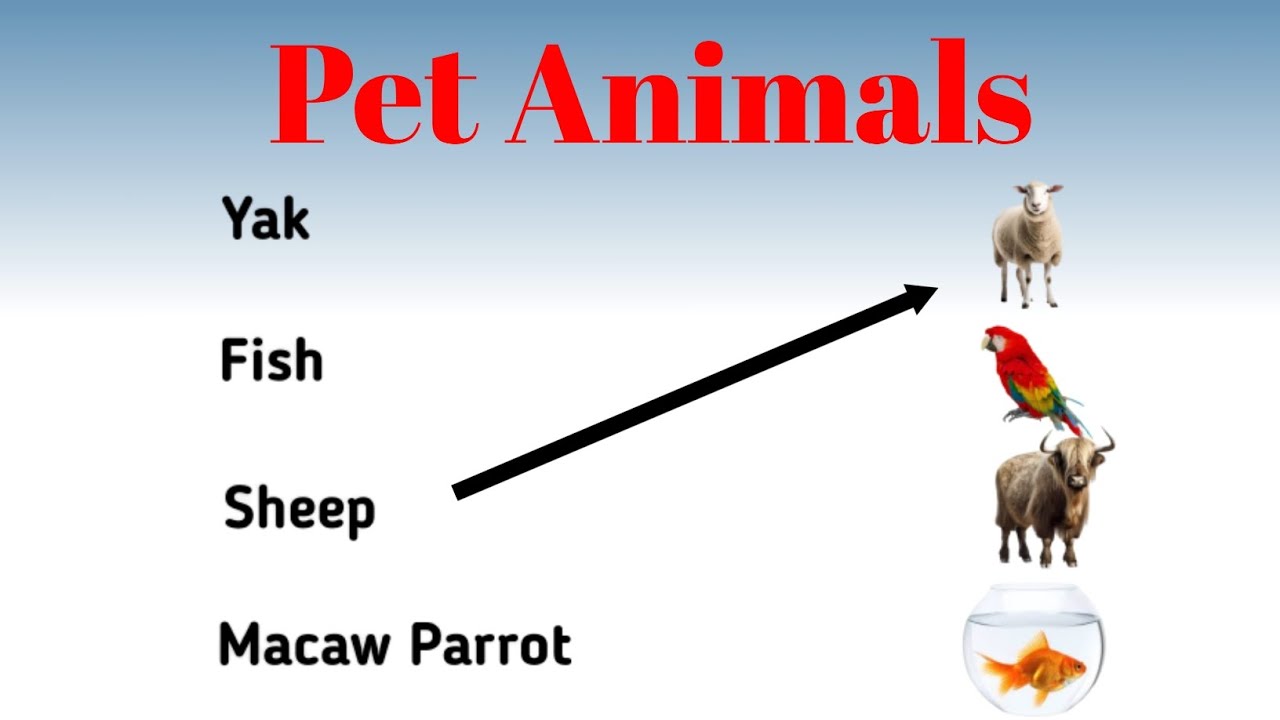 Pet Animals worksheet for kindergarten | Nursery/Lkg evs worksheet | preschool homeschool activities