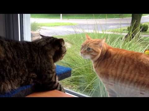 Cat fight through the window.