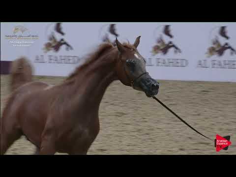 N.182 JAWAD AL SHAHANIA - 2019 Qatar Individuals - Colts 3 Years Old (Class 6) .mp4
