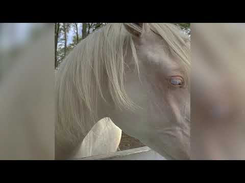 [FREE] BUSHIDO ZHO x MAYOT x SEEMEE - Диски (prod. by tenshiii)