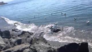 Blowing seagulls up with alka seltzer