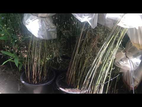 Bambus rollt die Blätter, Bambus umpflanzen im Sommer