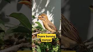 Download lagu suara burung manyar cocok buat masteran #birds #videoshort #burungmanyargacor mp3