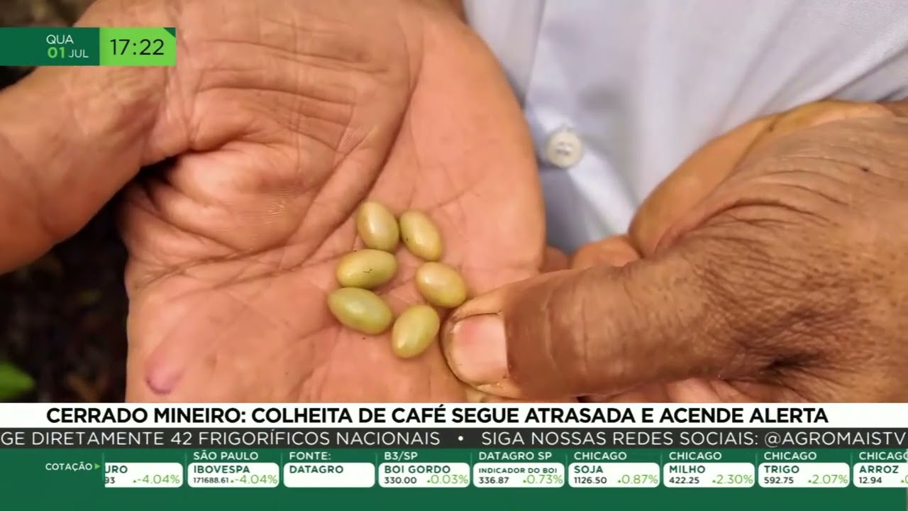 Cerrado mineiro: colheita de café segue atrasada e acende alerta