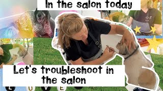 #troubleshooting in the pet salon, come and groom a #borderterrier #cockerspaniel #malshi #pet style