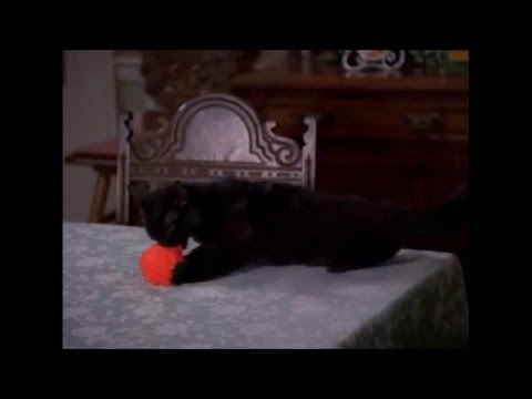 Ball of yarn - salem saberhagen