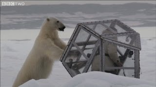 The Polar Bear Family & Me Trailer - BBC Two