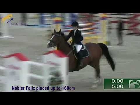 60 filly by Ogano Sitte - Toulon