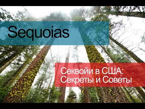 Sequoias / Секвойи / Парк Секвой в США -