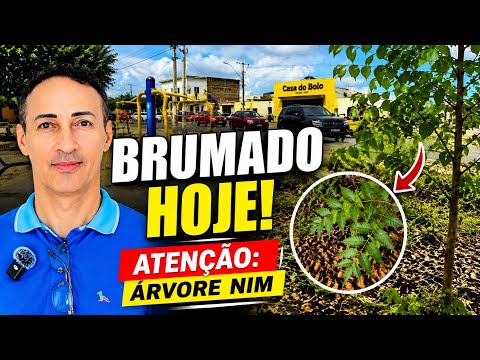 🌿 BRUMADO EM 4K | Cidade em Tempo Real e um Tema que Merece Atenção