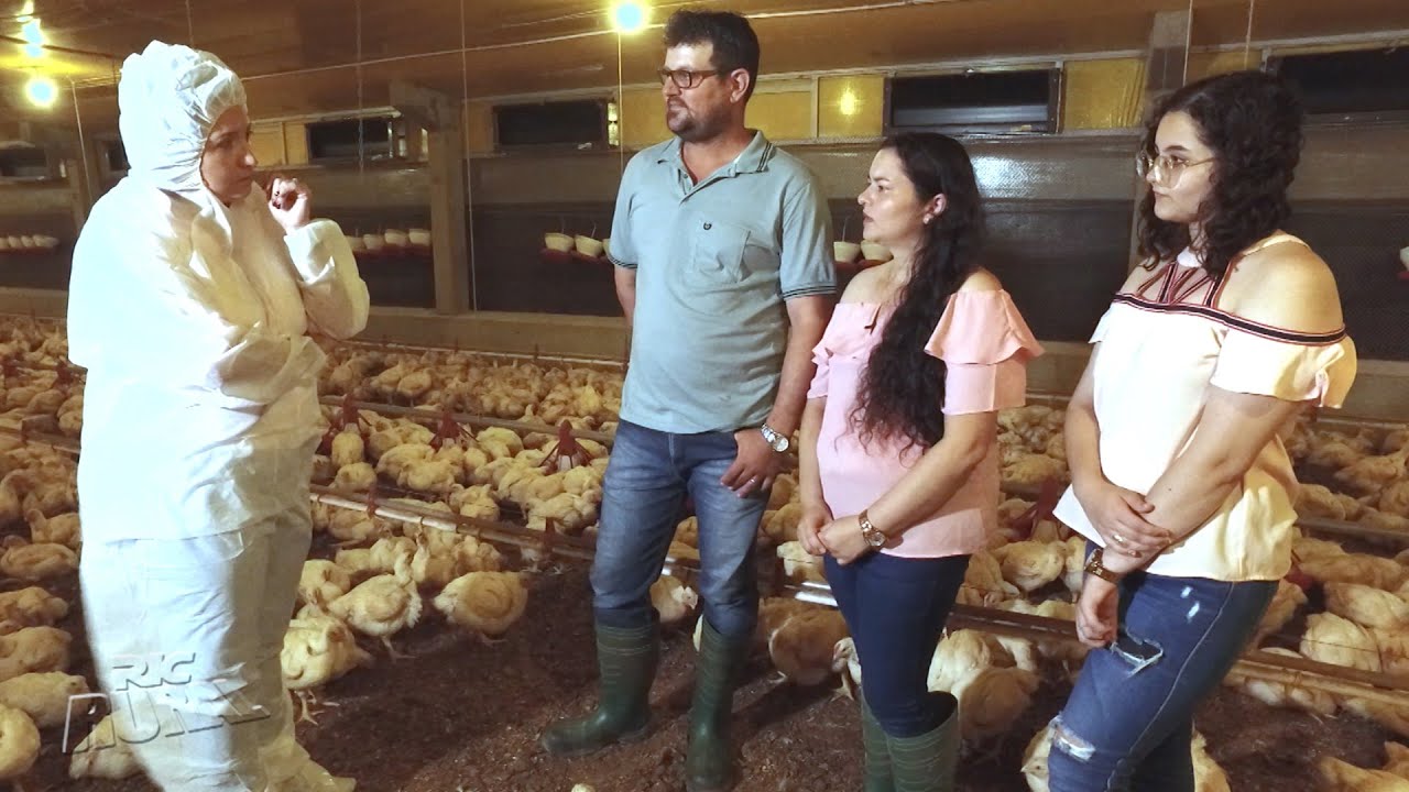 Cooperativismo e união de famílias torna produção de aves cada vez mais forte