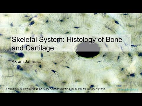 ANAT1010_7_Bone and cartilage tissue + Anki flashcards