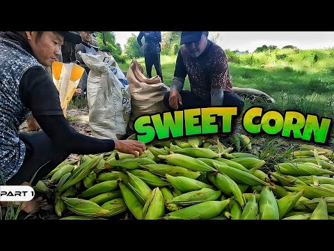 P1-Sweet Corn Harvest - EP1008