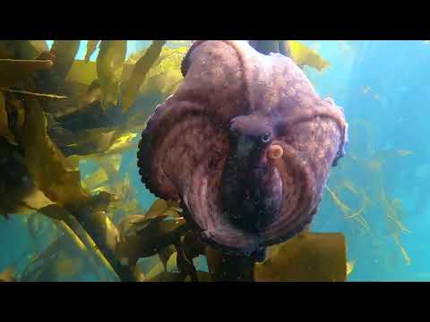CREATURES OF THE KELP FOREST