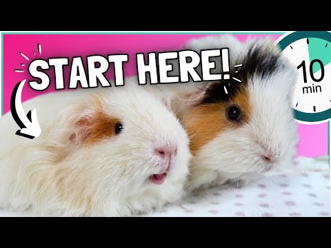 Guinea Pig Care for New Owners: The ESSENTIAL 10 Minute Guide!