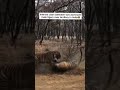 Tiger Attack Is Tiger Ranthambore National Park Tiger Wildlife Indian Safari National Park