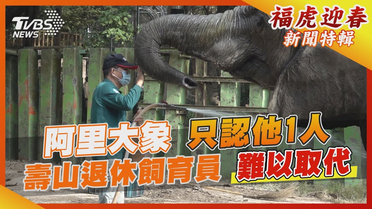大象阿里只認他1人　退休飼育員難被取代