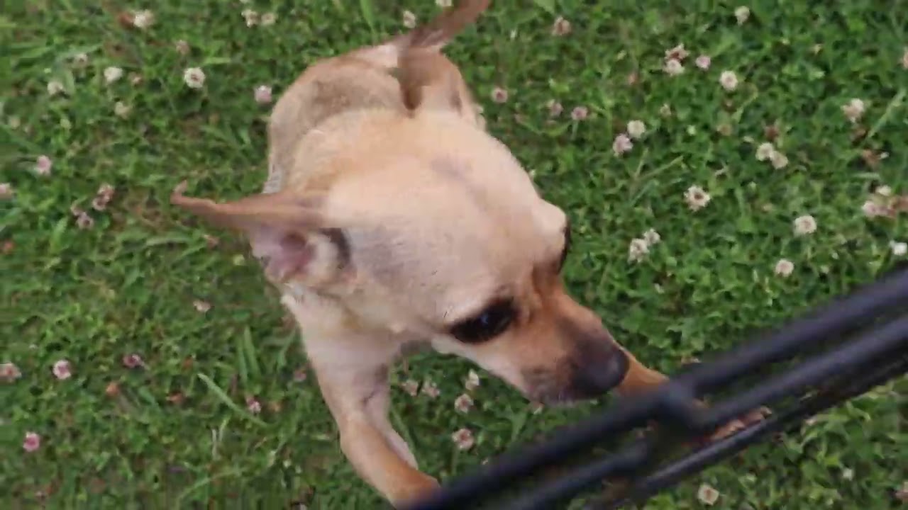 Enlarge Dixie, a Adopted Chihuahua in Windsor, CT video 6/6