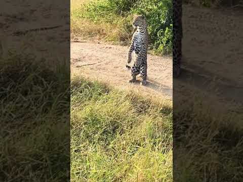 Onça pintada Pantanal