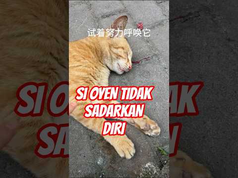 OYEN TIDAK SADARKAN DIRI#shorts #kucinglucu #kucing