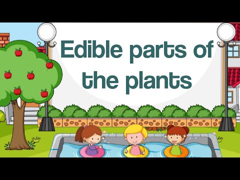 Edible parts of plants || Different parts of plants that we eat as vegetables || Animation video