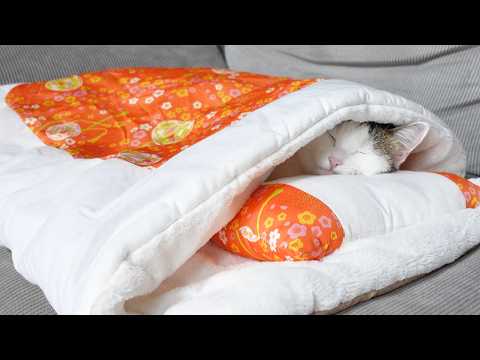 youtube-動物記事1970/01/01 09:00:00