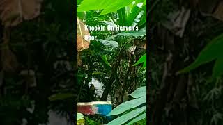 Download lagu Cinematic story'''' wa knock'in on heaven's door gun's n roses#shorts mp3