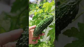 ゴーヤが実ったよ #園芸 #gardening #野菜 #vegetables #家庭菜園 #home garden #shorts