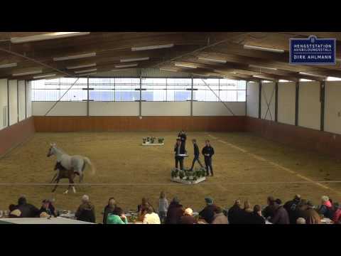 Dirk Ahlmann - Cannavaru - Hengstpräsentation 2016
