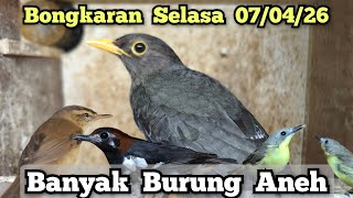 Download lagu TUESDAY 07/04/2026 DRAWINGS‼️ LOTS OF STRANGE BIRDS‼️ mp3