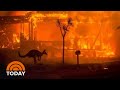Australia Wildfires Rage On Amid Effort To Save Koalas Kangaroos TODAY