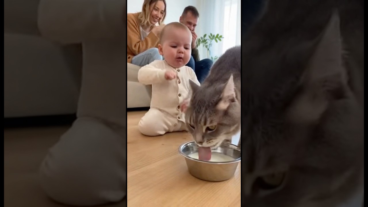 自分のミルクと勘違いして猫に怒っている赤ちゃん👶🐱🤣#cat #cats #baby #cute #funny #shorts #catvideos #赤ちゃんのいる生活