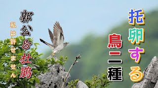 カッコウ・ホトトギス托卵するために渡ってきましたCuckoo and Lesser Cuckoo came to Japan to lay their eggs in a parasitism