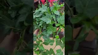 #shorts English ivy care guide  indoor propagation tips, care water in summer, houseplant light
