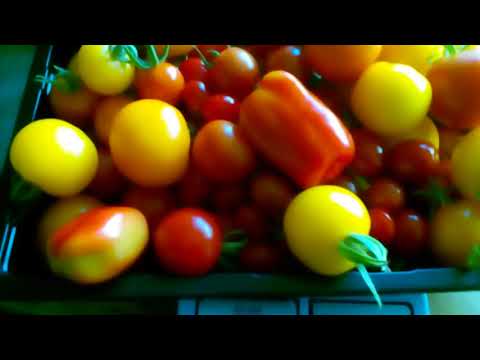 , title : 'pollytunnel update including 4th tomato harvest !! V61 2018'
