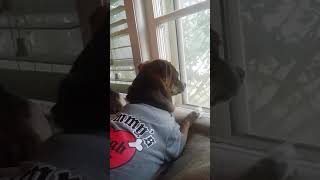 My fur babies ... love by kenny loggins.