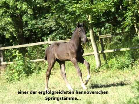 Hengstfohlen vom Balou du Rouet