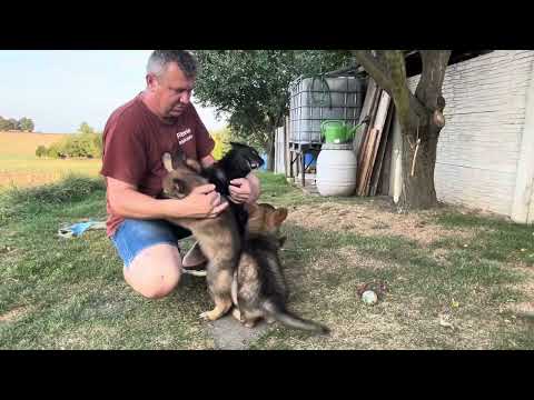 Available females - litter V2 z Jukasu - 7 weeks