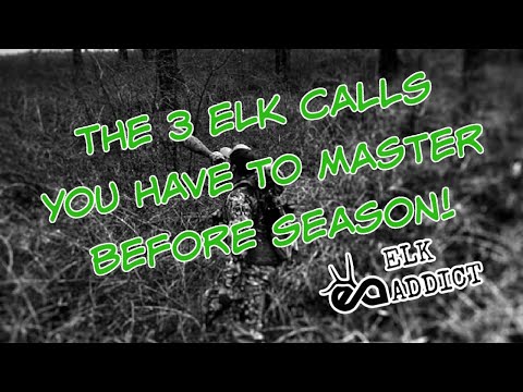 The 3 Elk Calls You Have to Master Before Season! - Elk Addicts