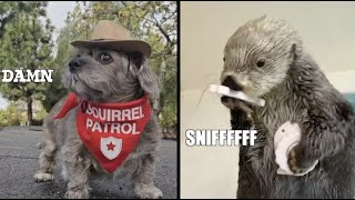 Cover art for Otters Losing Its Mind