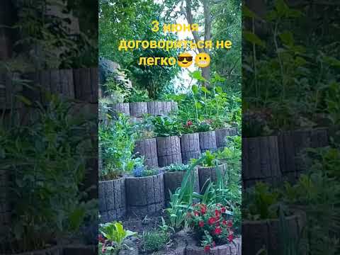 3 июня# договориться не легко😎😬#Short#Taro Natascha#