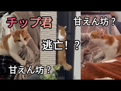 ベストセラーを原作とした三角関係「犬の葬式」シリーズ